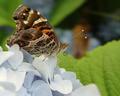 Butterfly Raspberry