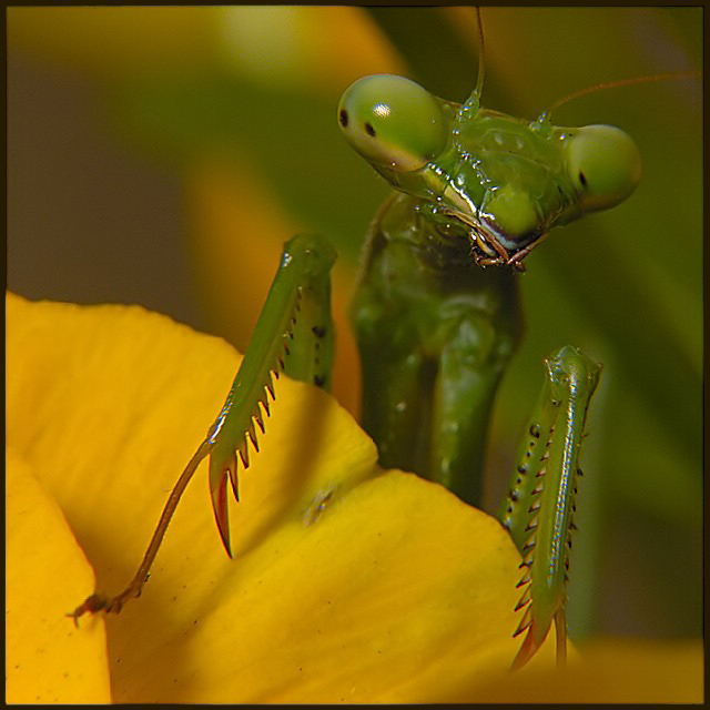 Praying Mantis