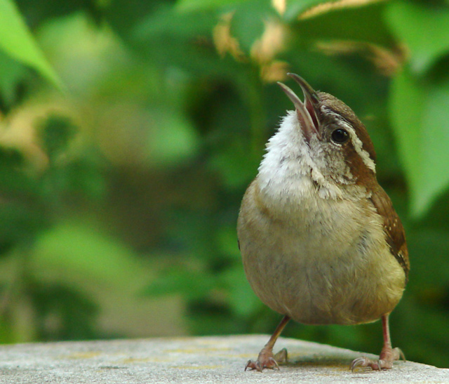 Singing....