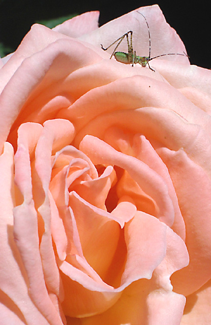 Rose Bug