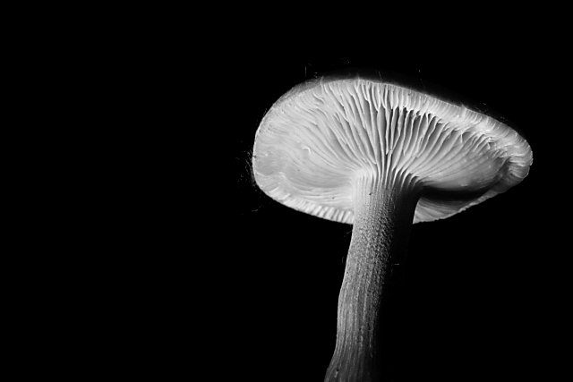 Midnight Mushroom