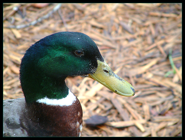 Animal Quacker