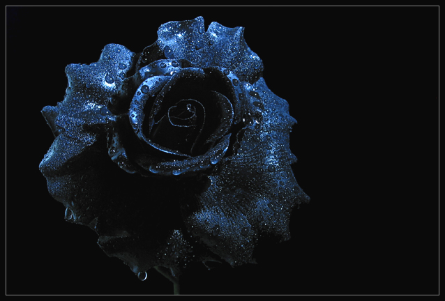 Midnight Rose