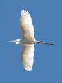 Soaring Free