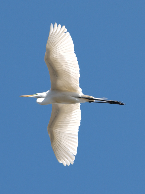 Soaring Free