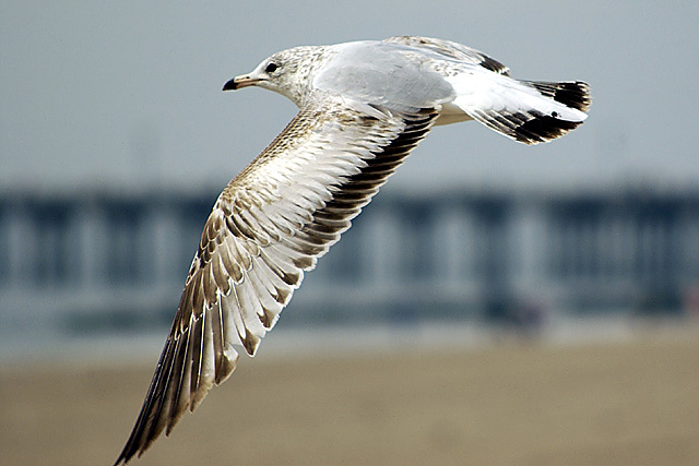 In Flight