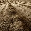 Haymaking,