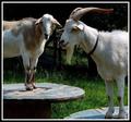 A Goat's Life In The Country