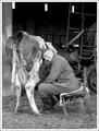 milking by hand...