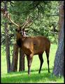 Colorado elk ranching