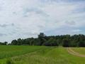 AT THE EDGE OF THE CORN FIELD