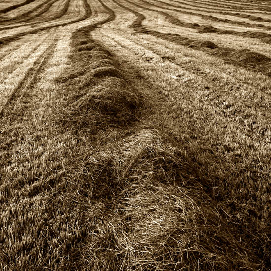 Haymaking,