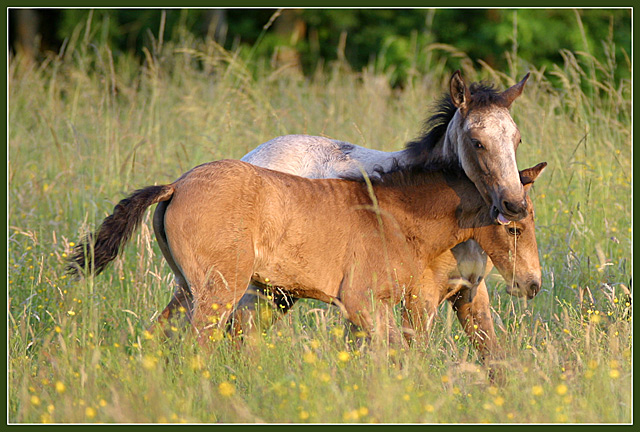 Horsies playing