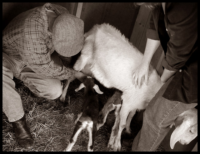 Human Assistance-1 day old kids
