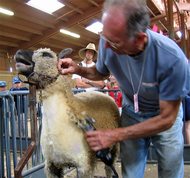 Sheep-shearing at the county fair