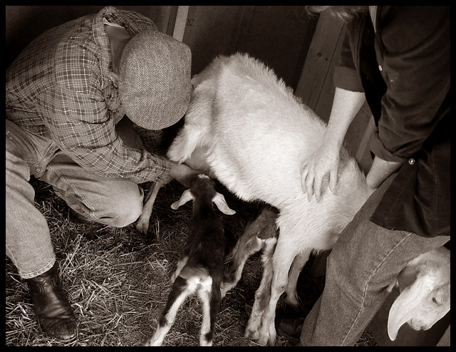 Human Assistance-1 day old kids