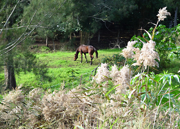 Lazy Graze