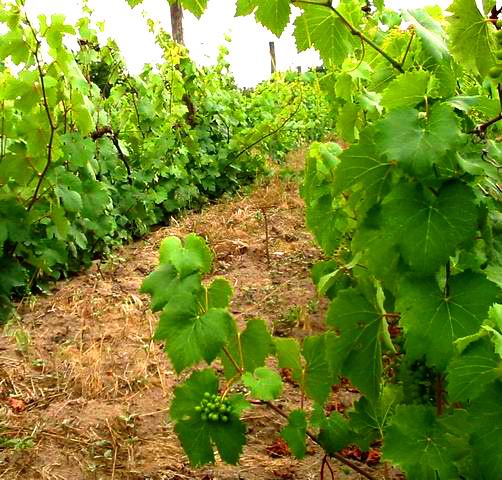 Grape field