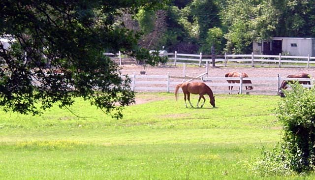 Grazing Horses