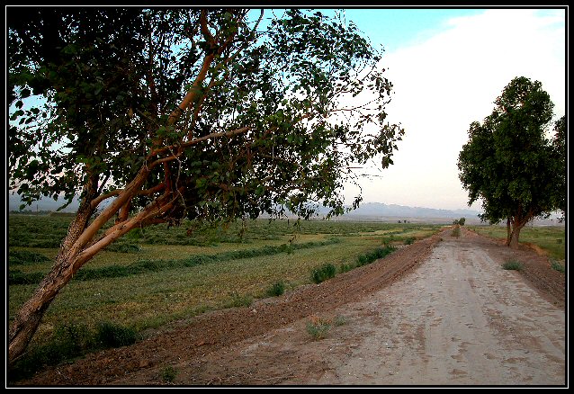 "Long Walk Home"