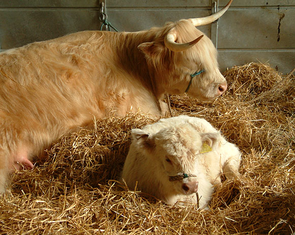 Highland Calf