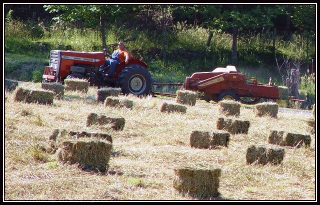 First Cutting, 2003