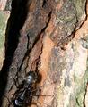 Bug on Bark