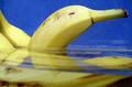 Bob the Bottlenose Banana Bolting from the Bunch