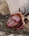 Faded Rose Bud and Antique Lace