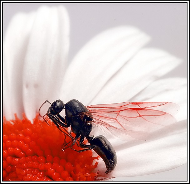 Bug and Bloom