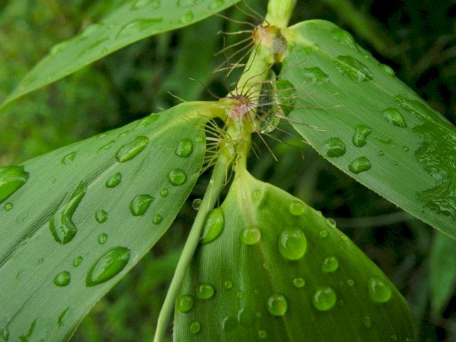 Backyard Bamboo