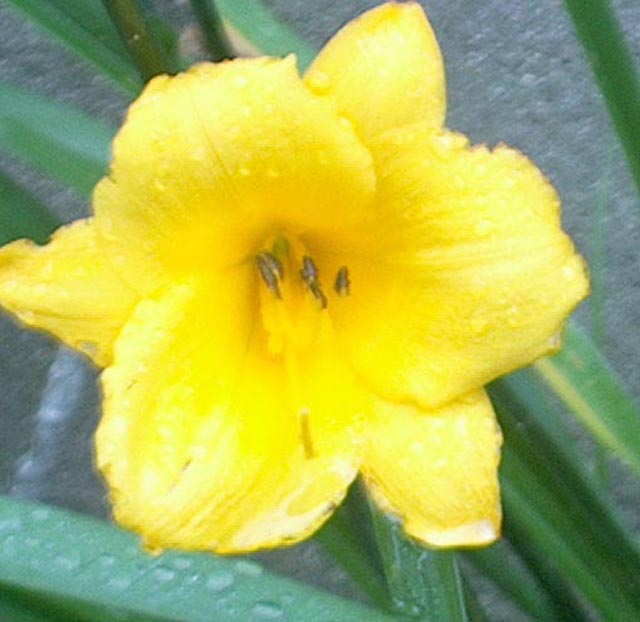 Bloom in the rain