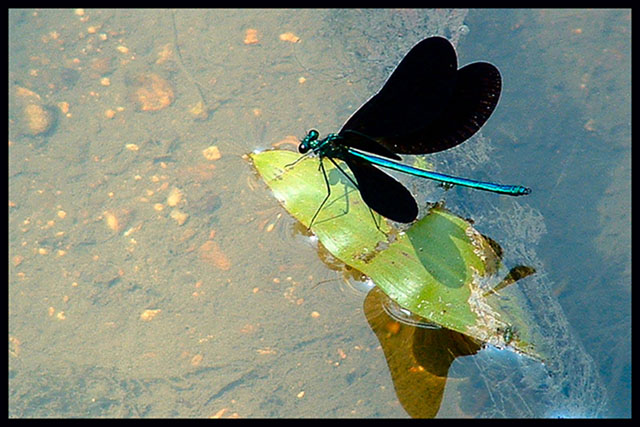 Black Wings