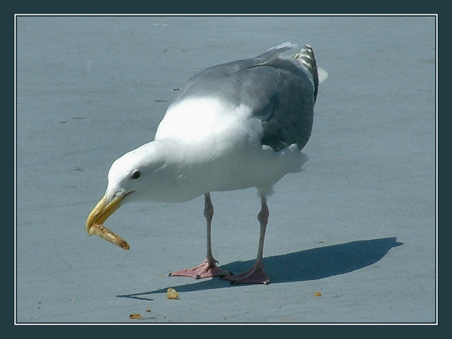 Bird at Breakfast