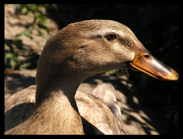 Brown Bird