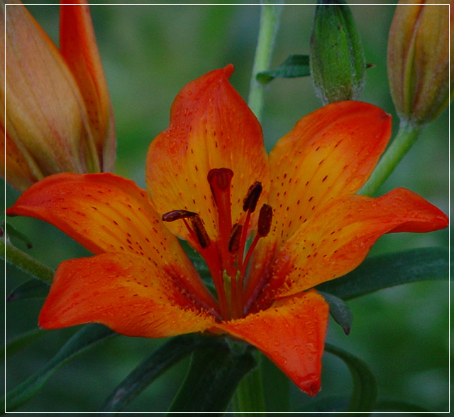 blossom