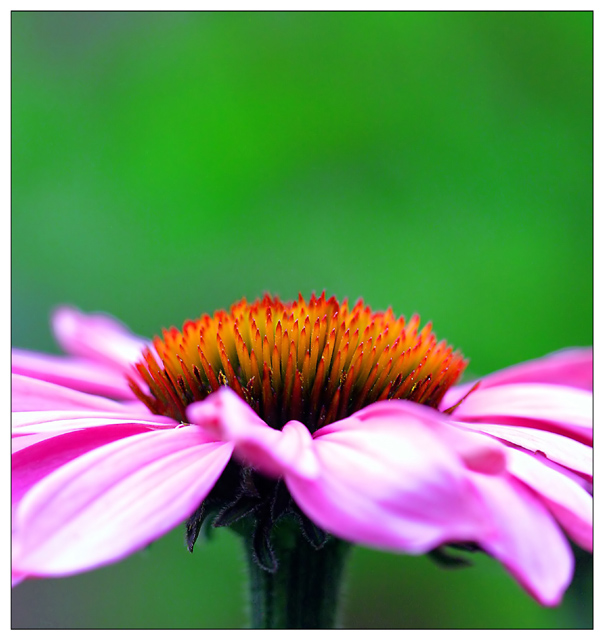 Coneflower I