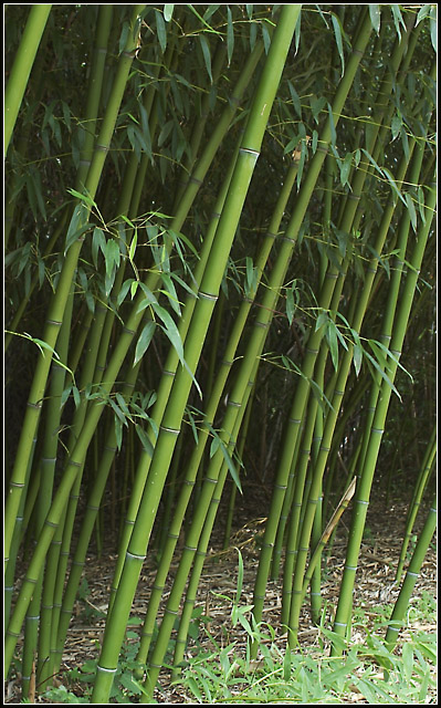 Bamboo