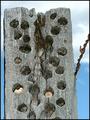 Acorn Woodpecker Pantry