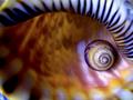 the eye, the fish, and the shells