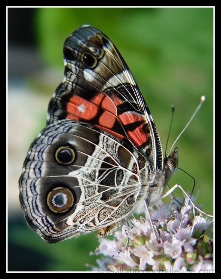 I Have Round  Spots On My Wings