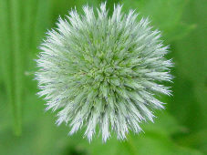 globe thistle