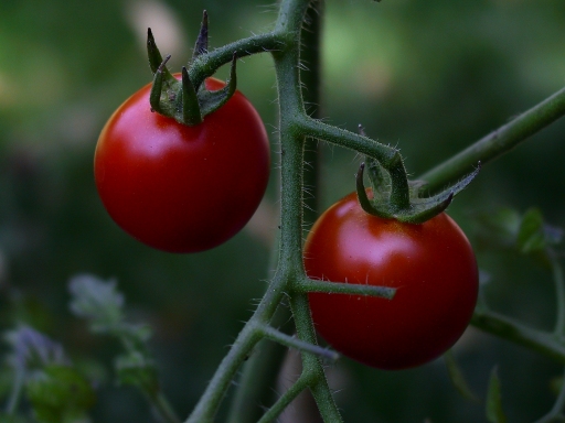 morning tomatoes