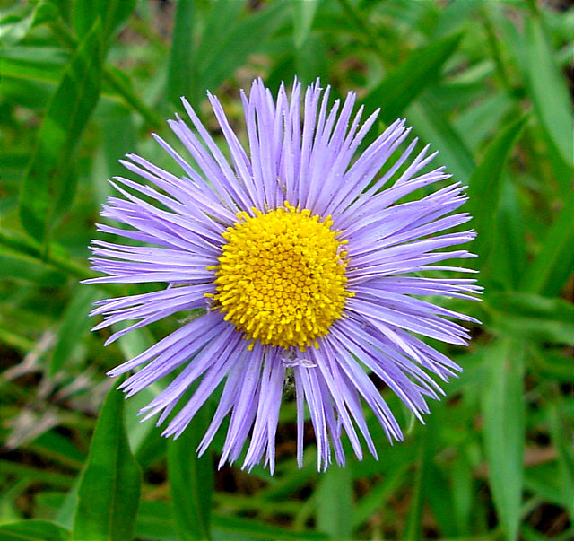 Round in nature.