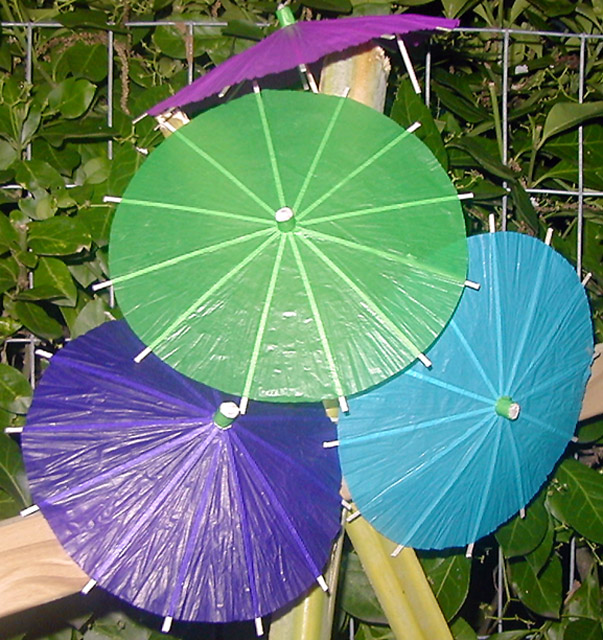 Chinese parasols