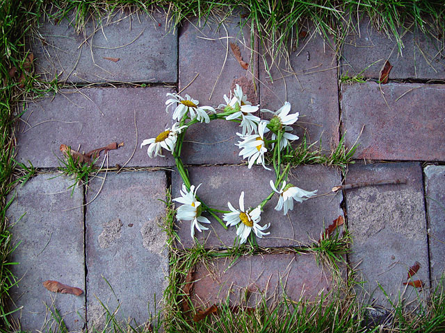 Daisy Chain