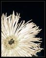 A Petal Apart