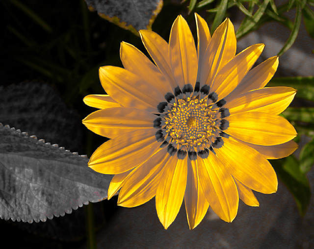 Garden Flower