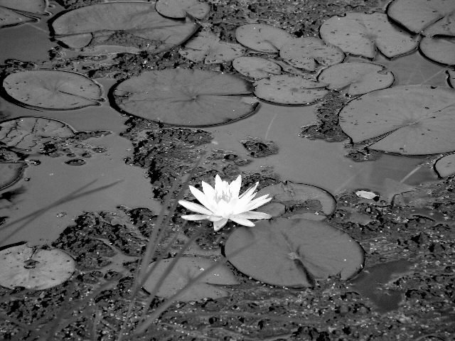 waterlilly