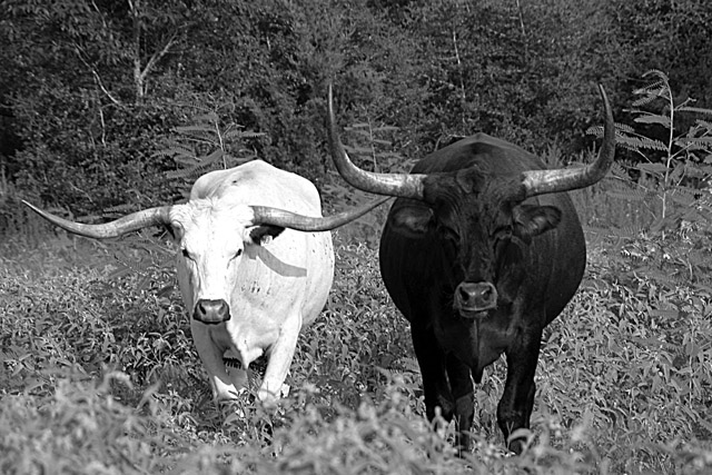 Contrasting Cattle